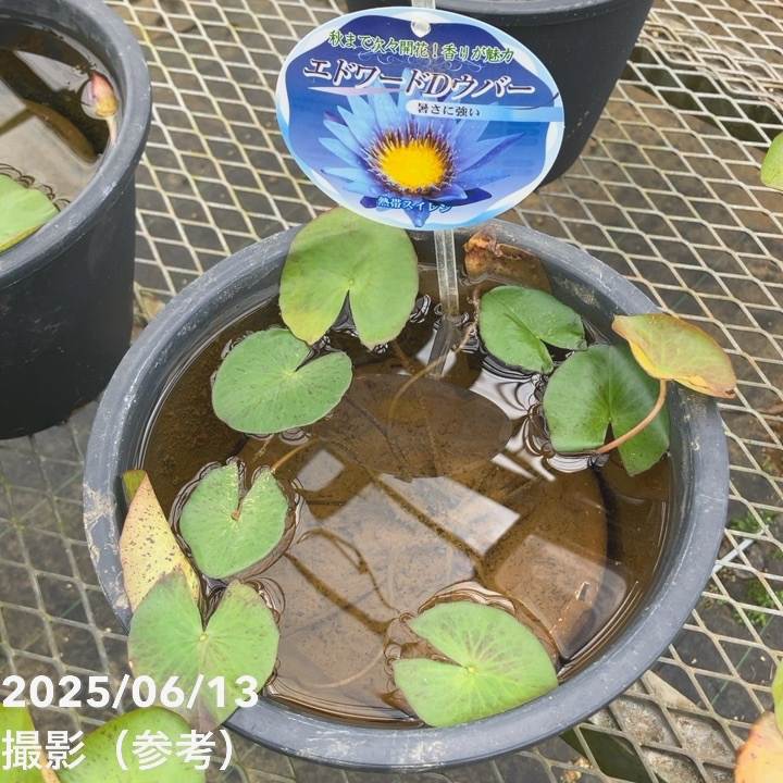 熱帯スイレン 7号 エドワード D ウバー｜草花01-D1 | 草花,熱帯