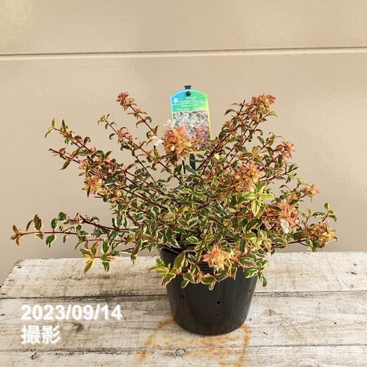 アベリア トリカラーチャーム 5号｜花木04-PA | 花木・庭木