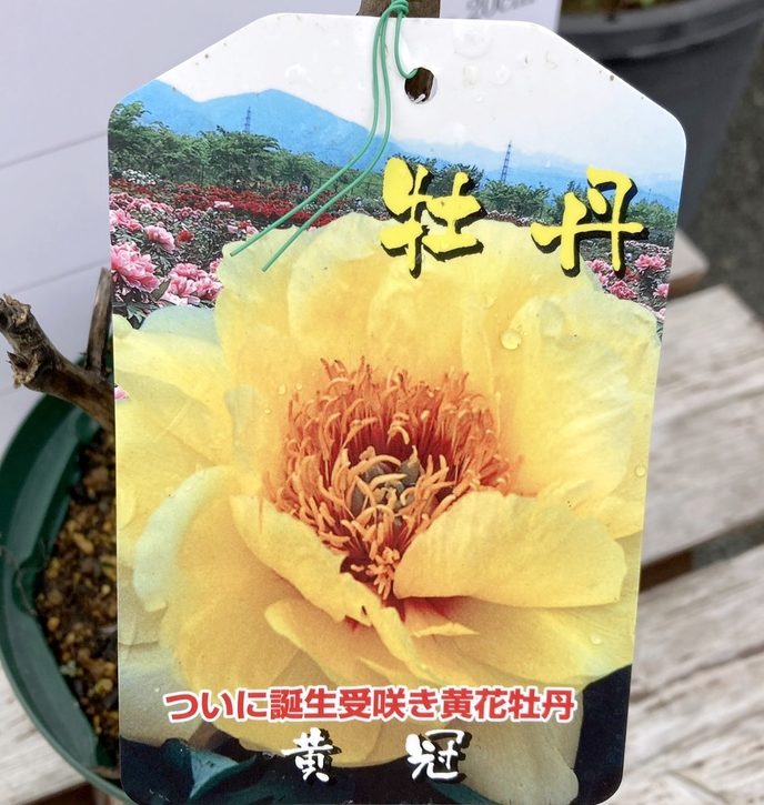 牡丹の苗木 黄冠 鉢ごと発送 牡丹（ボタン）：黄冠（オウカン）3～4年生苗8号鉢植え の通販