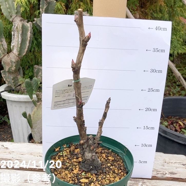 牡丹 6号 黄冠｜花木04-PA | 花木・庭木 | 赤塚植物園オンライン 花の