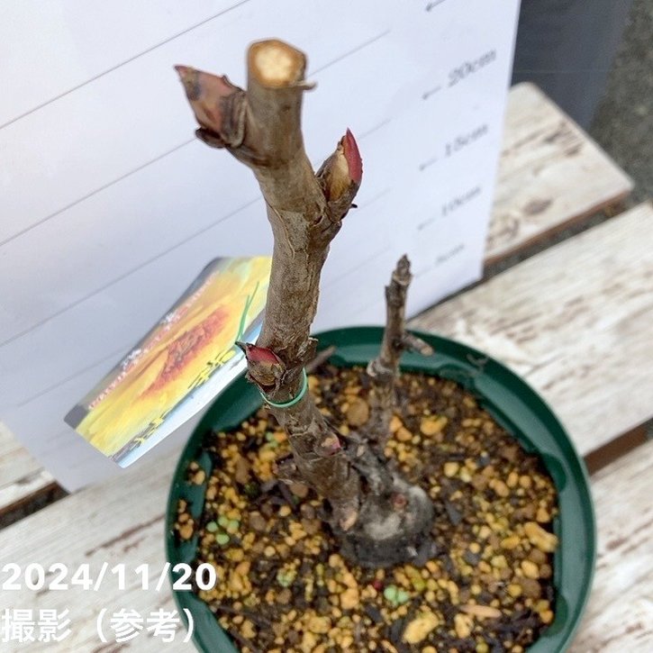 牡丹 6号 黄冠｜花木04-PA | 花木・庭木 | 赤塚植物園オンライン 花の