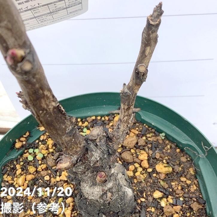 牡丹 6号 黄冠｜花木04-PA | 花木・庭木 | 赤塚植物園オンライン 花の