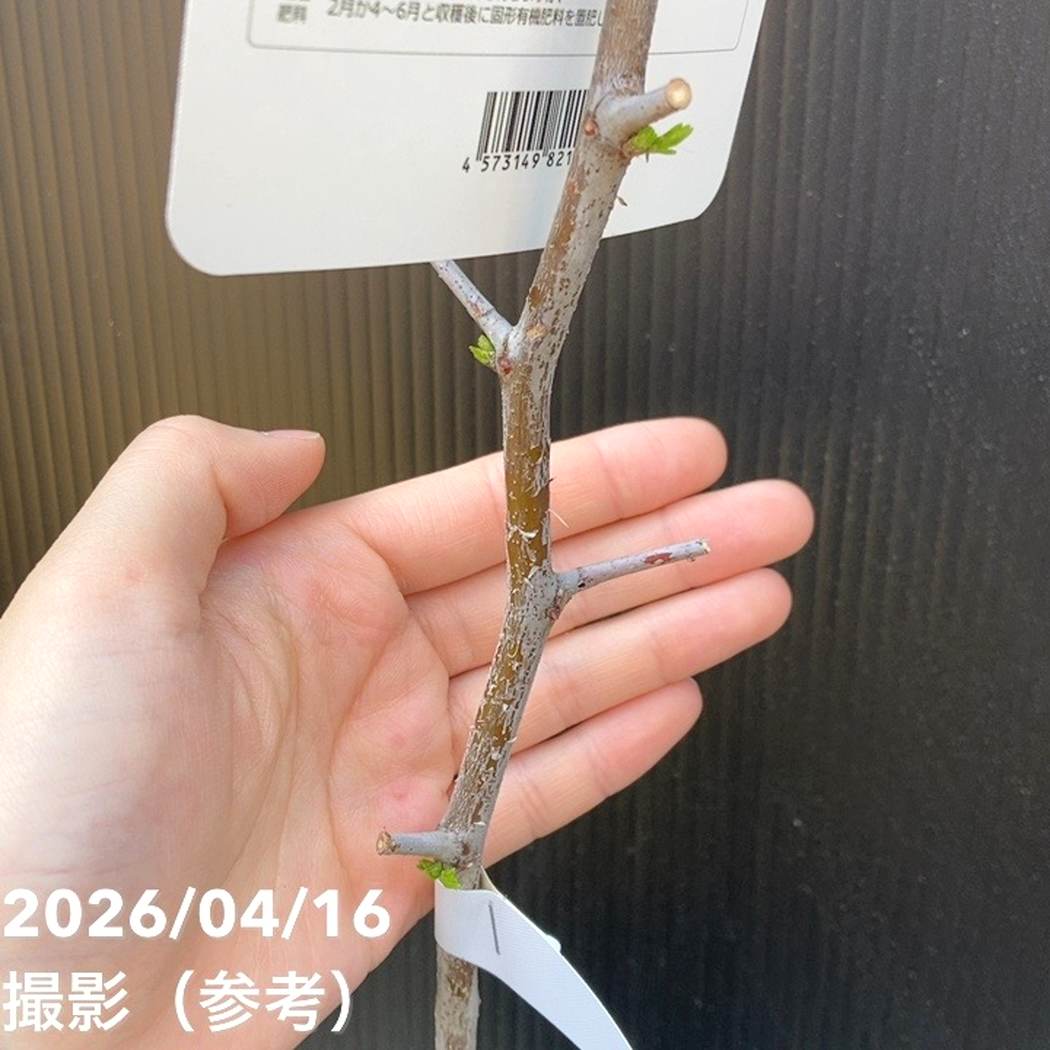 ナツメの王様 新疆棗王（しんきょうなつめおう）4号ロングポット｜果樹