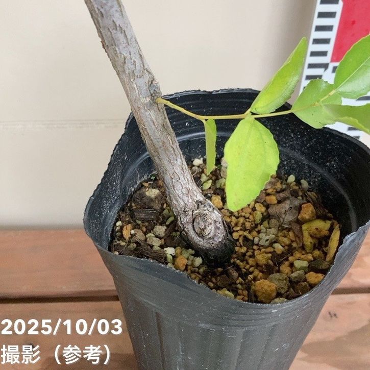 ナツメの王様 新疆棗王（しんきょうなつめおう）4号ロングポット｜果樹