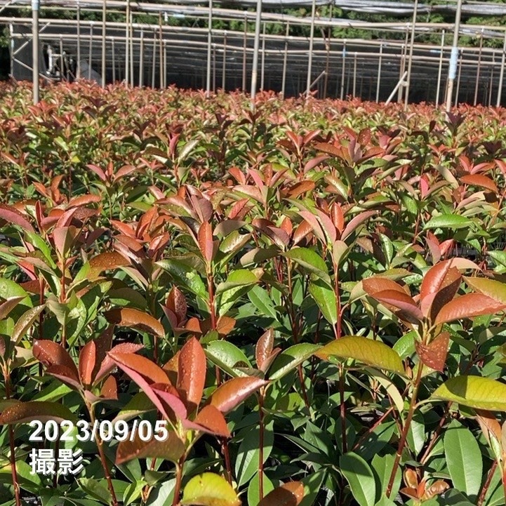 三重カナメ 3.5号 10鉢セット|花木01-D1