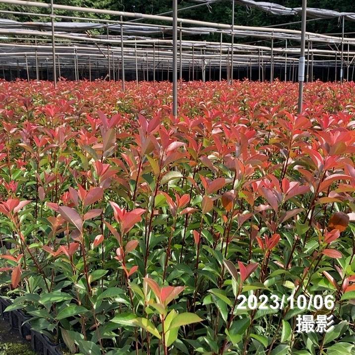 三重カナメ 3.5号 10鉢セット|花木01-D1