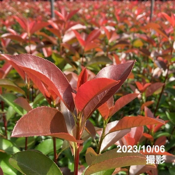 三重カナメ 3.5号 10鉢セット|花木01-D1