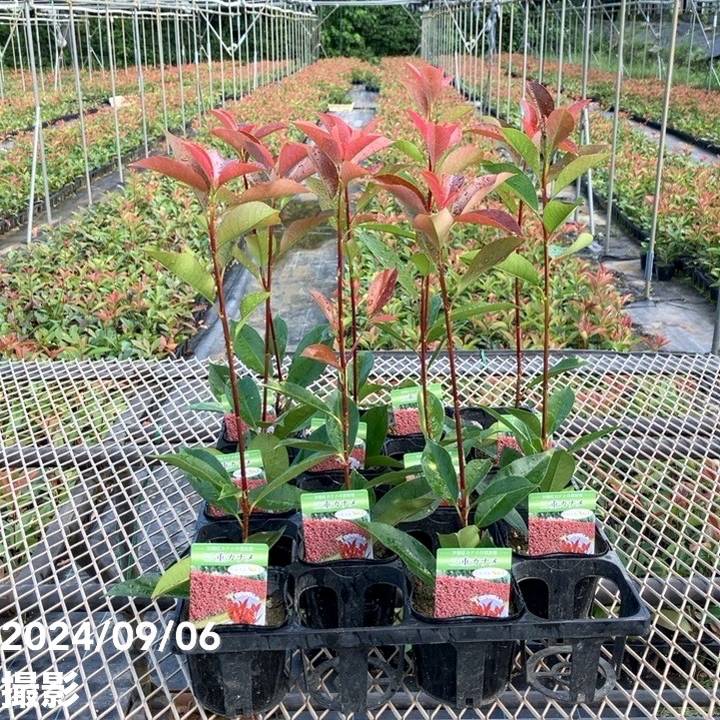 三重カナメ 3.5号 10鉢セット|花木01-D1