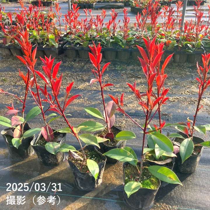 三重カナメ 3.5号 10鉢セット|花木01-D1