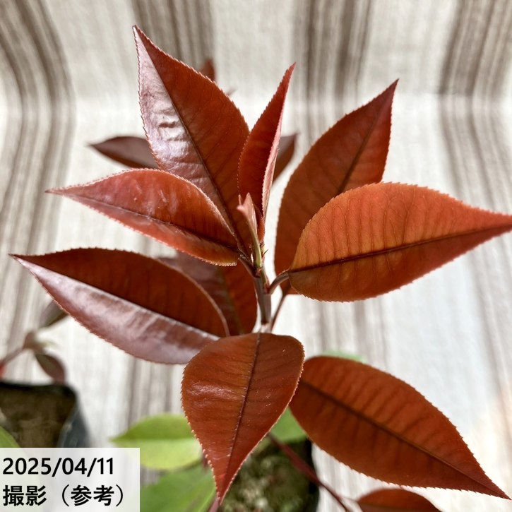 三重カナメ 3.5号 10鉢セット|花木01-D1