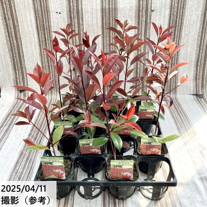 三重カナメ 3.5号 10鉢セット|花木01-D1