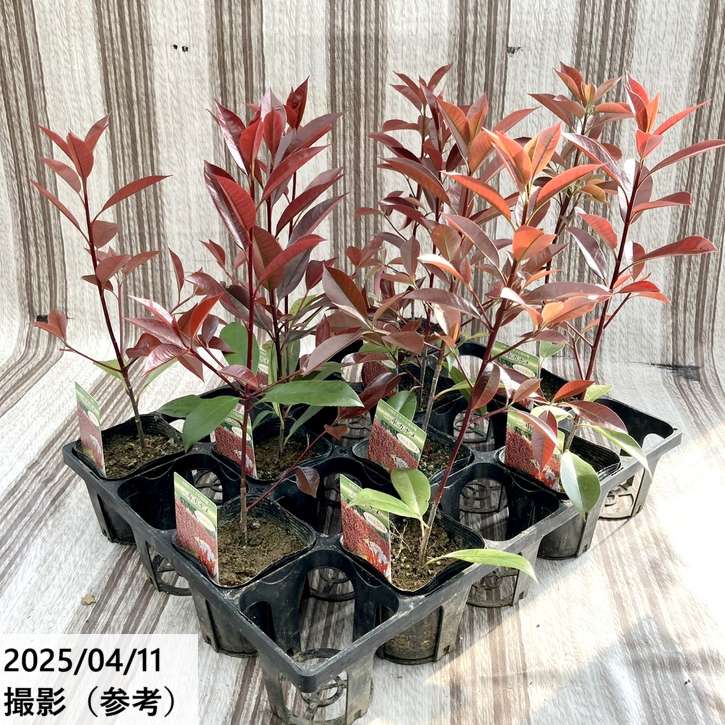 三重カナメ 3.5号 10鉢セット|花木01-D1