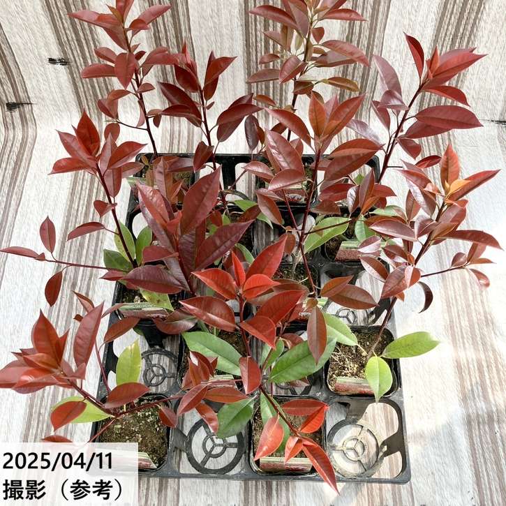 三重カナメ 3.5号 10鉢セット|花木01-D1