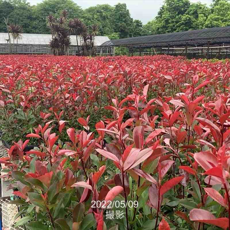 三重カナメ 3.5号 10鉢セット|花木01-D1