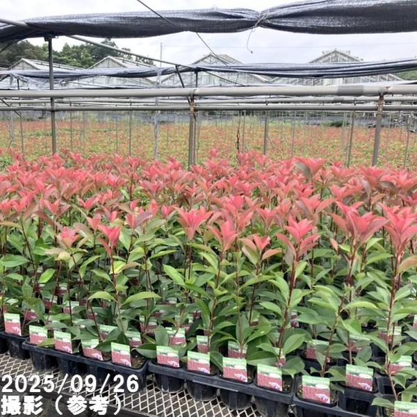 三重カナメ 3.5号 10鉢セット|花木01-D1