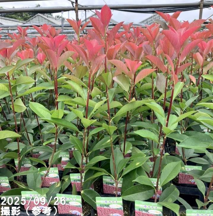 三重カナメ 3.5号 10鉢セット|花木01-D1