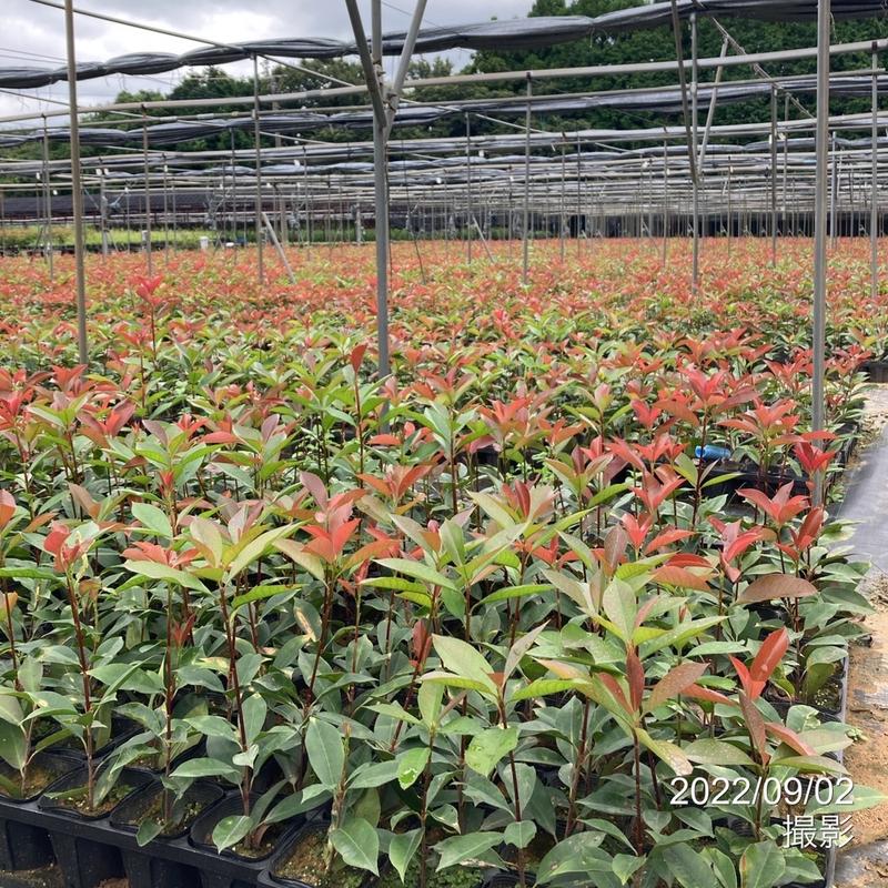 三重カナメ 3.5号 10鉢セット|花木01-D1