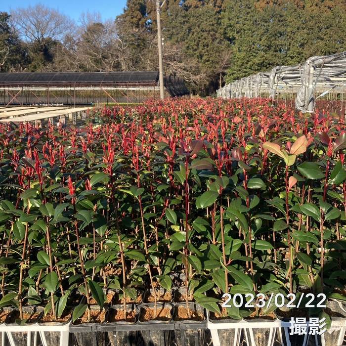 三重カナメ 3.5号 10鉢セット|花木01-D1