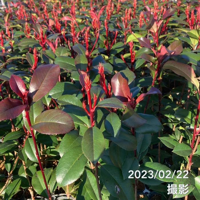 三重カナメ 3.5号 10鉢セット|花木01-D1