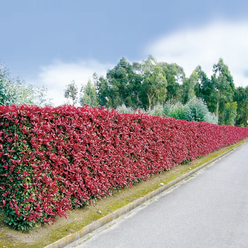 三重カナメ 3.5号 10鉢セット|花木01-D1