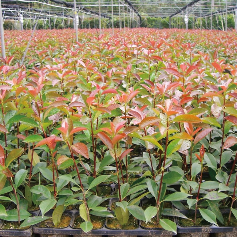 三重カナメ 3.5号 10鉢セット|花木01-D1