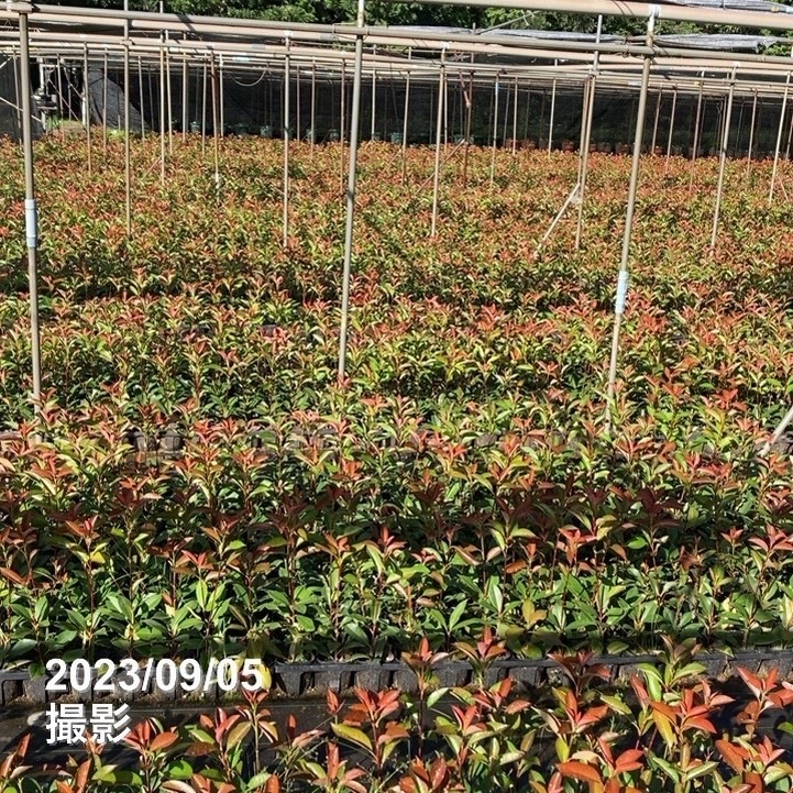 三重カナメ 3.5号 10鉢セット|花木01-D1