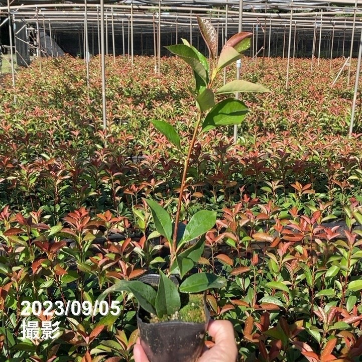 三重カナメ 3.5号 10鉢セット|花木01-D1