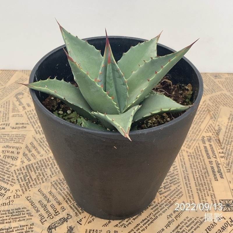 アガベ 5号 セバスティアナ トライアンファント sebastiana Triumphant