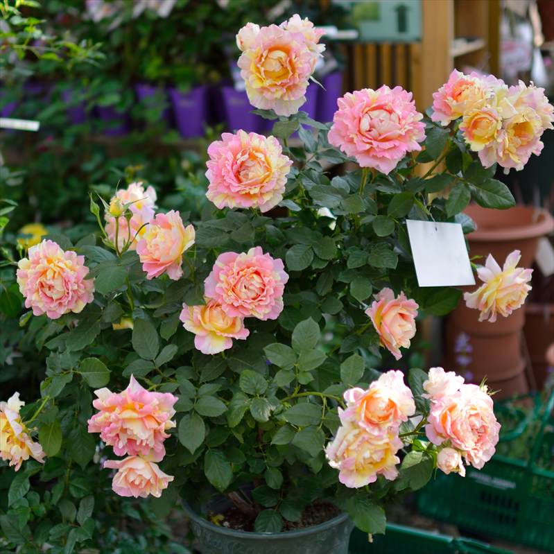 バラ バラ苗 予約新苗 2026 ダブル デライト Double Delight 国産ノイバラ台