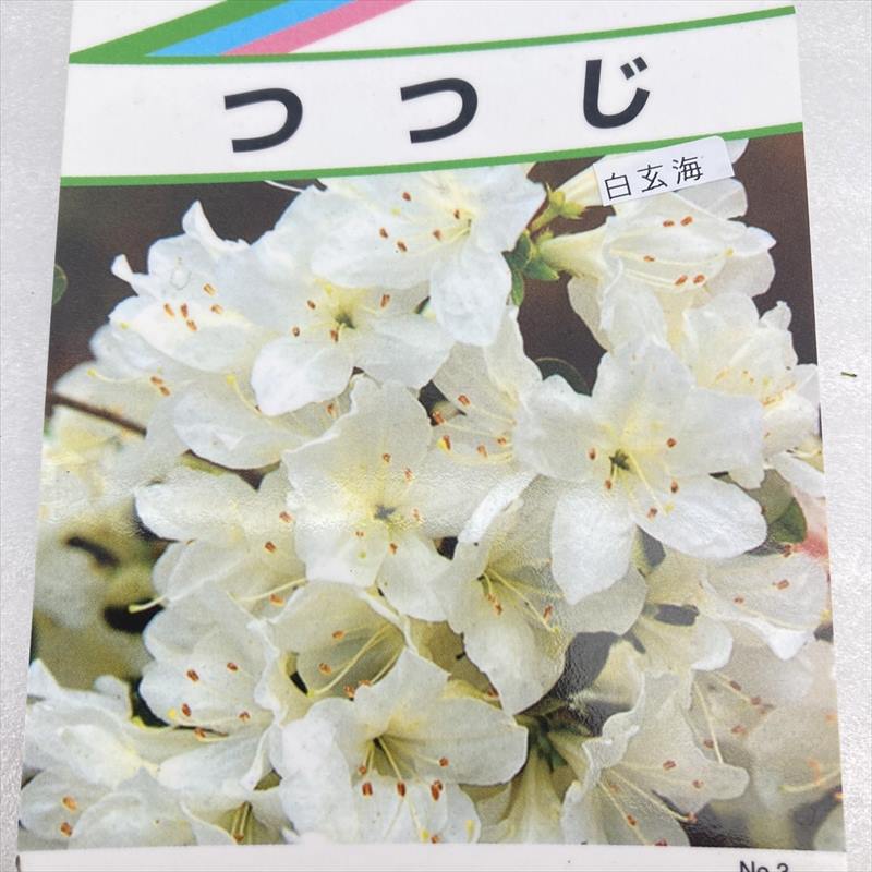 ただいま開花中＞白玄海（玄海ツツジ）4.5号｜花木10-TU | 花木・庭木