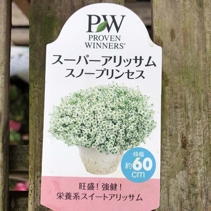 Pw スーパーアリッサム スノープリンセス 3 5号大株 3株セット Pa 草花 多年草 宿根草 赤塚植物園オンライン 花の音