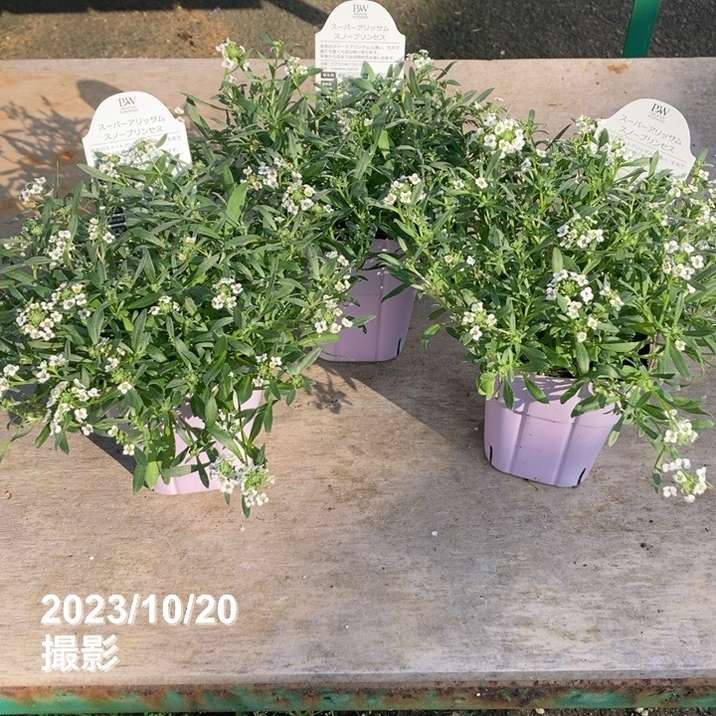 PW スーパーアリッサム スノープリンセス 3.5号大株×3株セット PVP