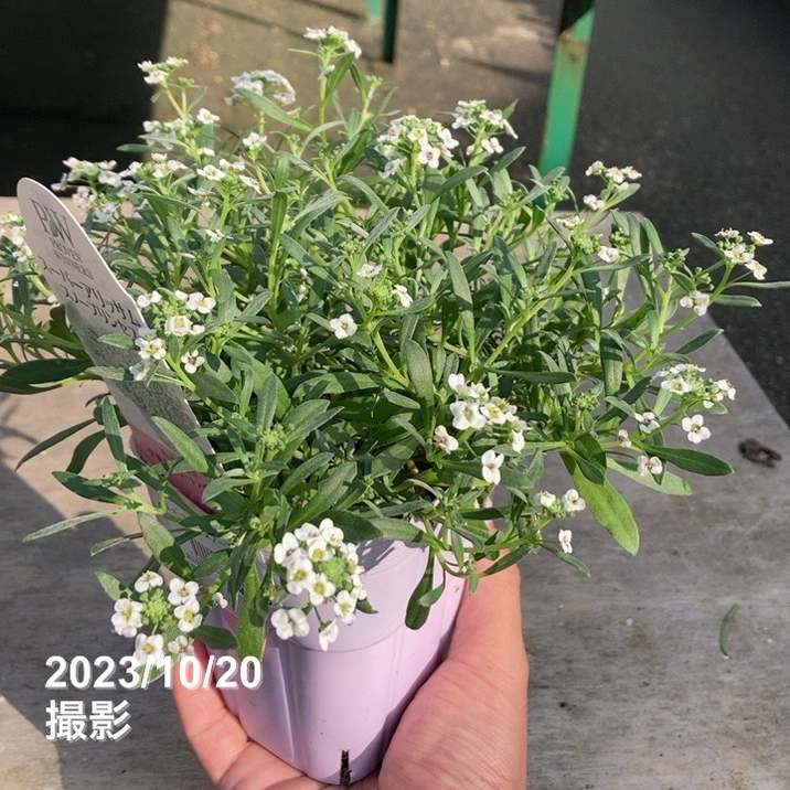 スーパーアリッサム　 スノープリンセス　苗　ヒロリン様用 スーパーアリッサム スノープリンセス 苗 ヒロリン様用 園芸ネット本店