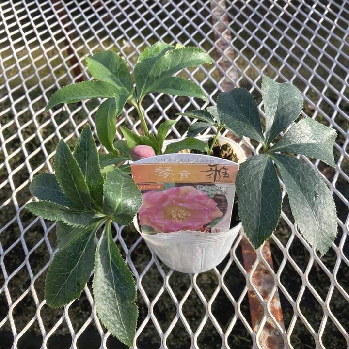 数量限定】＜つぼみ～開花株＞クリスマスローズ 伊勢みやび 3.5号 琴音