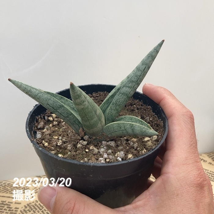 期間限定10％OFF！】サンスベリア 3.5号 アイヤラー Aiyara（子株）黒