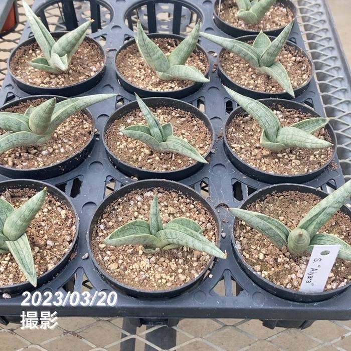 期間限定10％OFF！】サンスベリア 3.5号 アイヤラー Aiyara（子株）黒