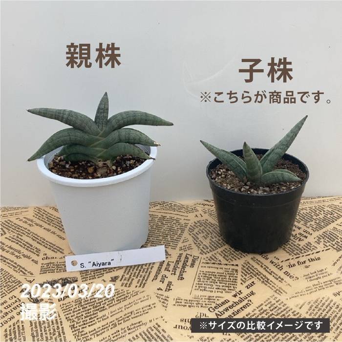 レア原種 サンセベリア sp. Ngare Nanyuki サンスベリア レア原種 サンセベリア sp. Ngare Nanyuki サンスベリア
