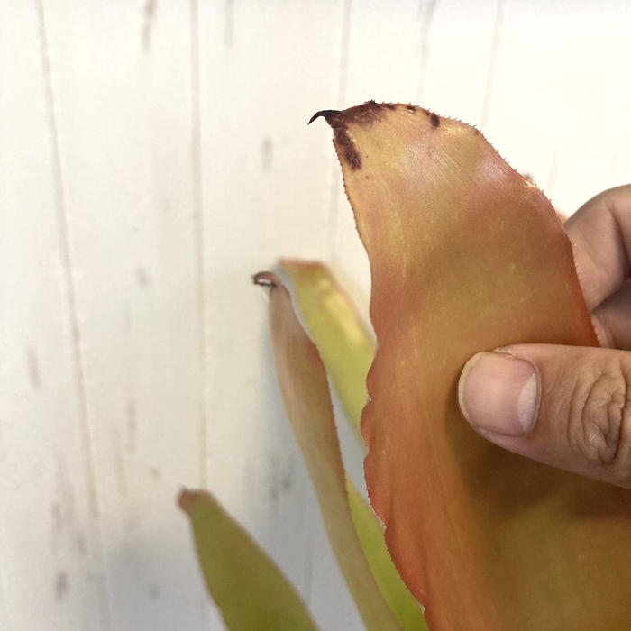 エクメア ブランケティアナ Aechmea blanchetiana 8号 プラ鉢｜観葉01