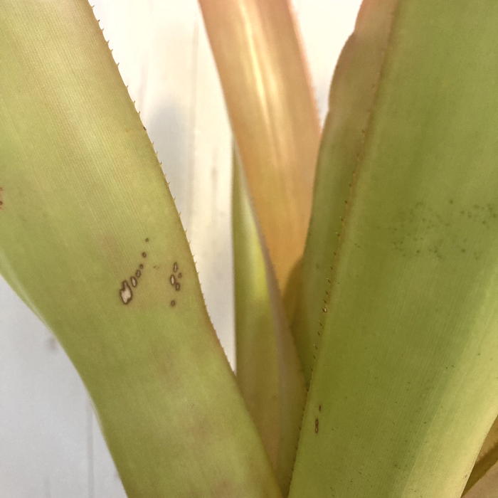 エクメア ブランケティアナ Aechmea blanchetiana 8号 プラ鉢｜観葉01