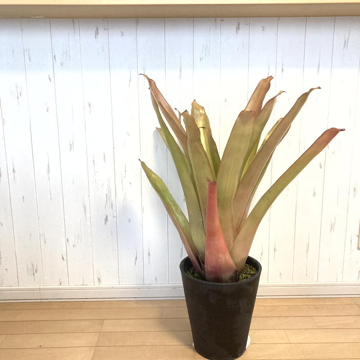 エクメア ブランケティアナ Aechmea blanchetiana 8号 プラ鉢｜観葉01 