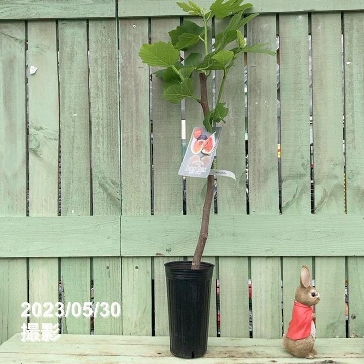 イチジク レディーグレイ 4号ロング｜果樹04-PA | 果樹,イチジク