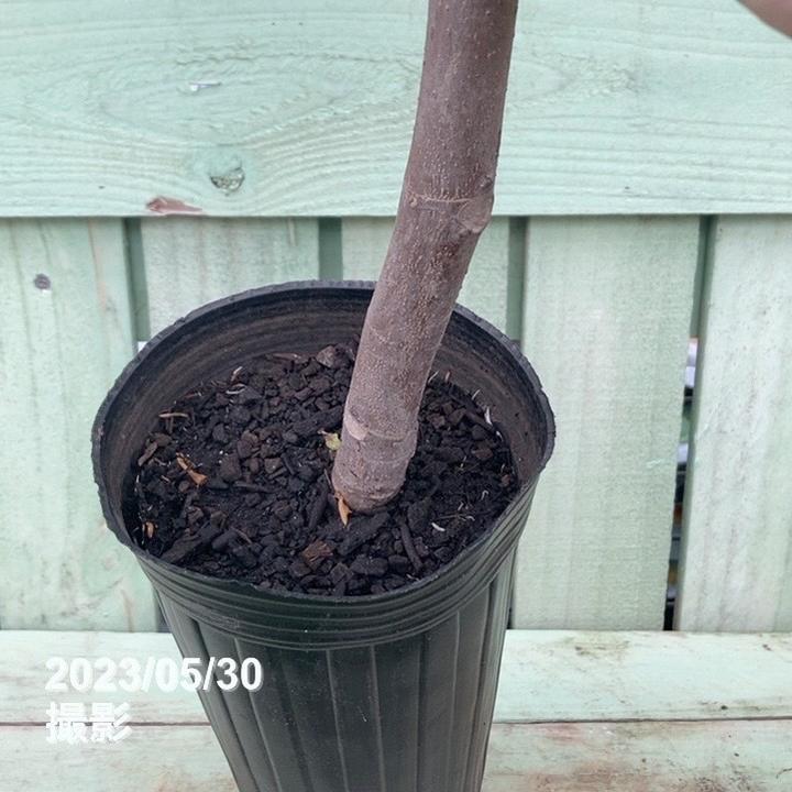 イチジク レディーグレイ 4号ロング｜果樹04-PA | 果樹,イチジク