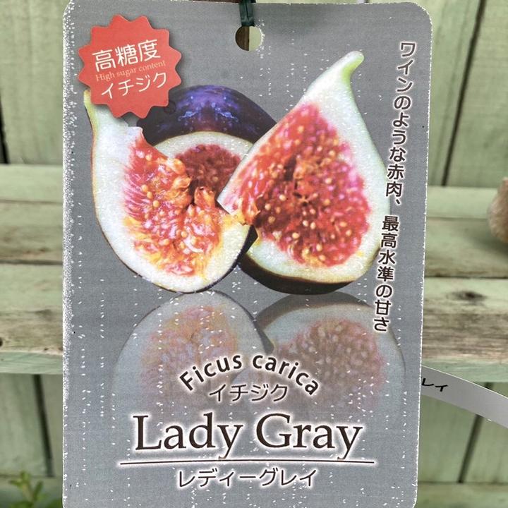 イチジク レディーグレイ 4号ロング｜果樹04-PA | 果樹,イチジク