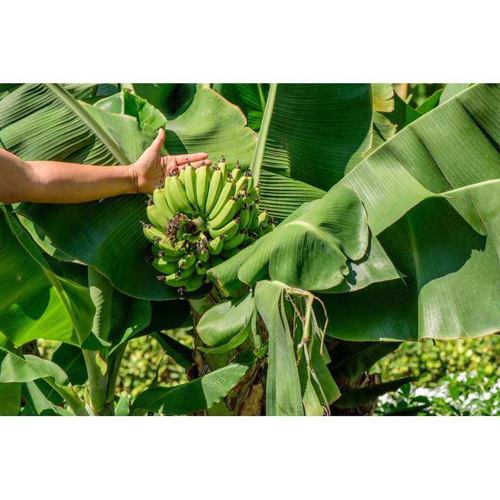 バナナ スーパードワーフ キャベンディッシュ 6号｜果樹10-TU | 果樹