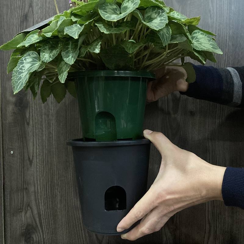 希少なブルーシクラメン 江戸ノ青（えどのあお） 5号｜鉢花04-PA