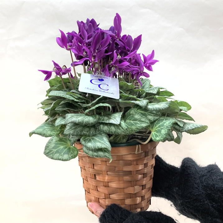 希少なブルーシクラメン 江戸ノ青（えどのあお） 5号｜鉢花04-PA