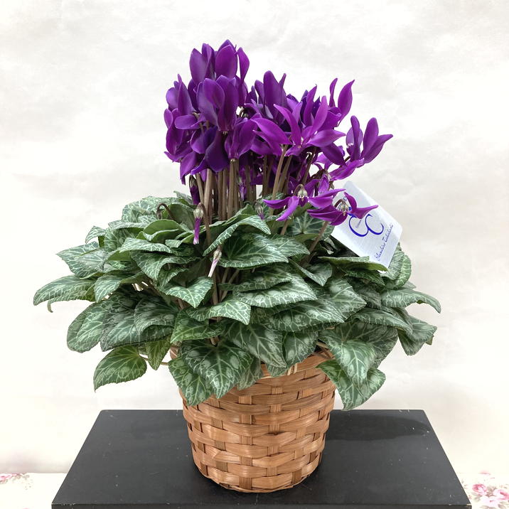 希少なブルーシクラメン 江戸ノ青（えどのあお） 5号｜鉢花04-PA