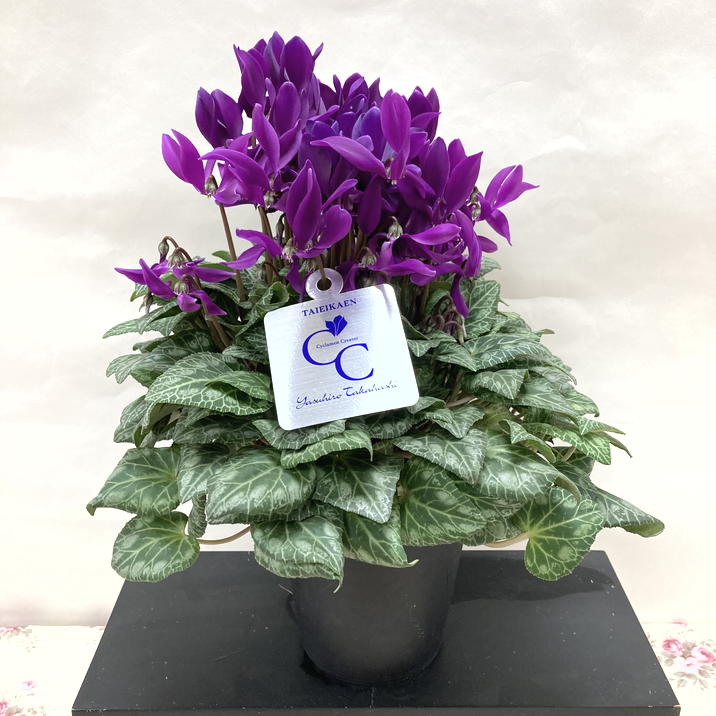 希少なブルーシクラメン 江戸ノ青（えどのあお） 5号｜鉢花04-PA