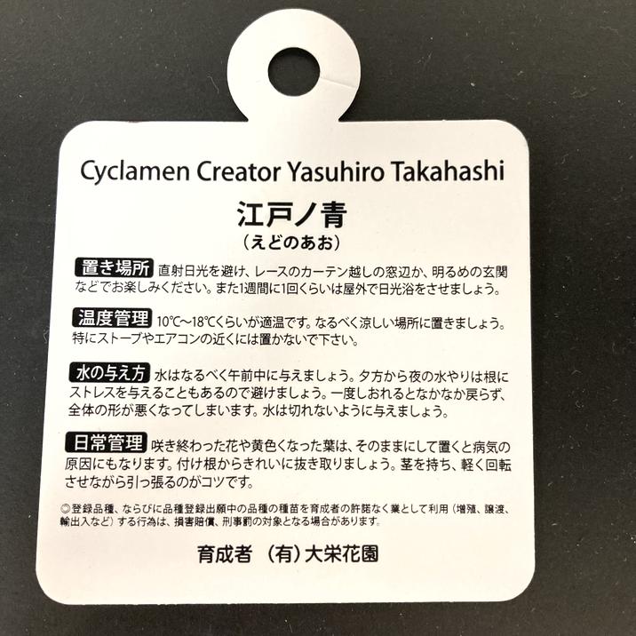 希少なブルーシクラメン 江戸ノ青（えどのあお） 5号｜鉢花04-PA