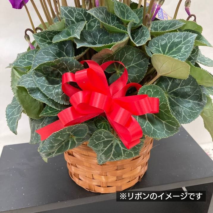 希少なブルーシクラメン 江戸ノ青（えどのあお） 5号｜鉢花04-PA